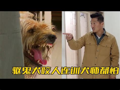 驅鬼犬|【驅鬼犬】驅鬼犬再臨！韓國寶現驚人復育！